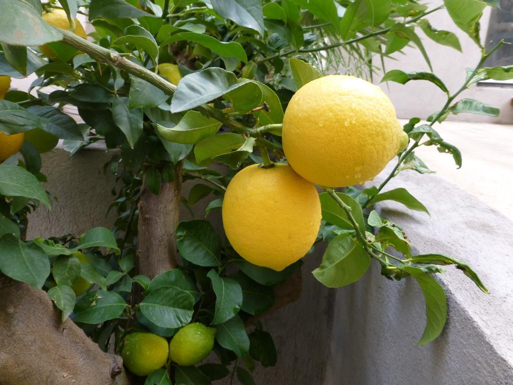 L'Orangeraie Et La Palmeraie D'Endoume Marselha Exterior foto